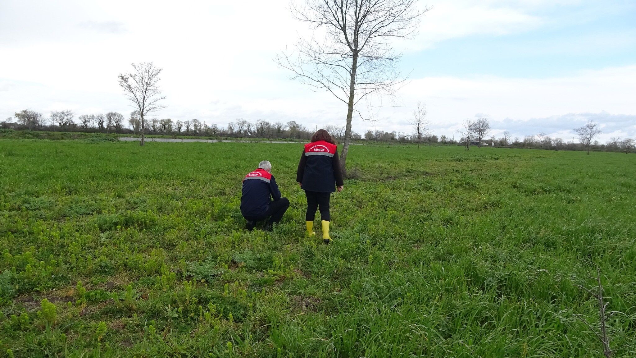 Samsun'da meralarda ıslah çalışmaları sürüyor