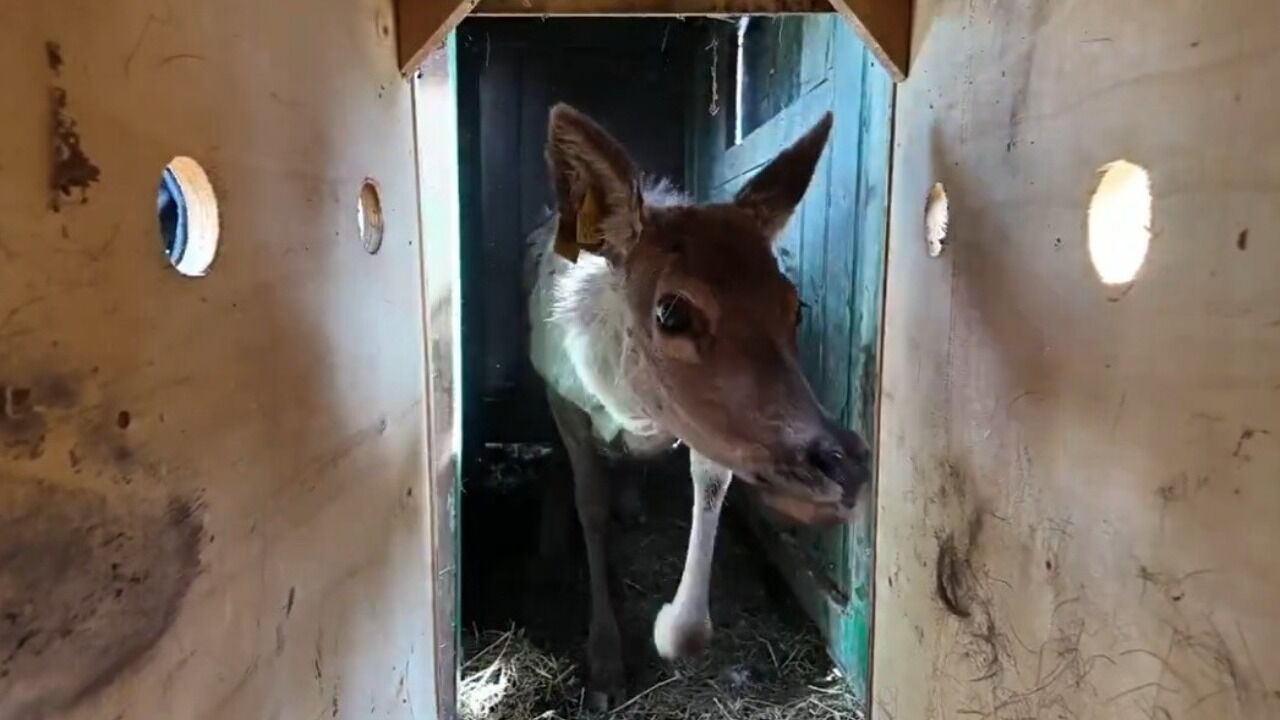 Samsun’dan Ordu’ya kızıl geyik sevkiyatı sürüyor!