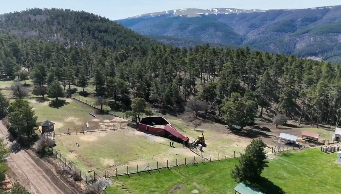 Samsun’dan Ordu’ya kızıl geyik sevkiyatı sürüyor!