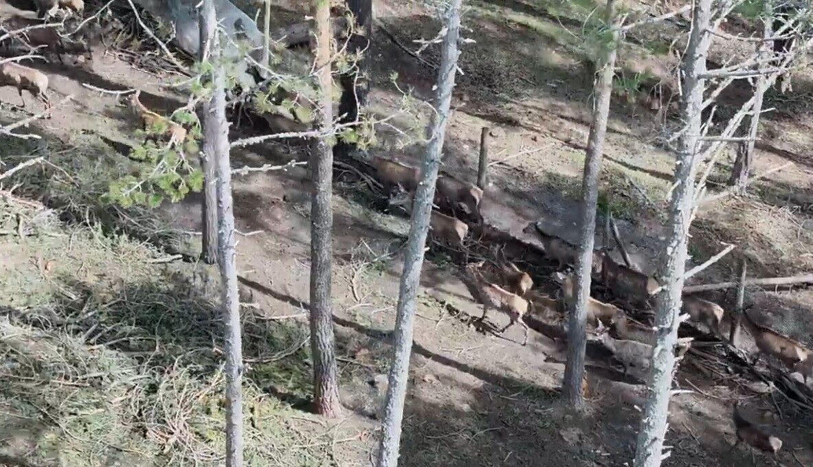 Samsun’dan Ordu’ya kızıl geyik sevkiyatı sürüyor!