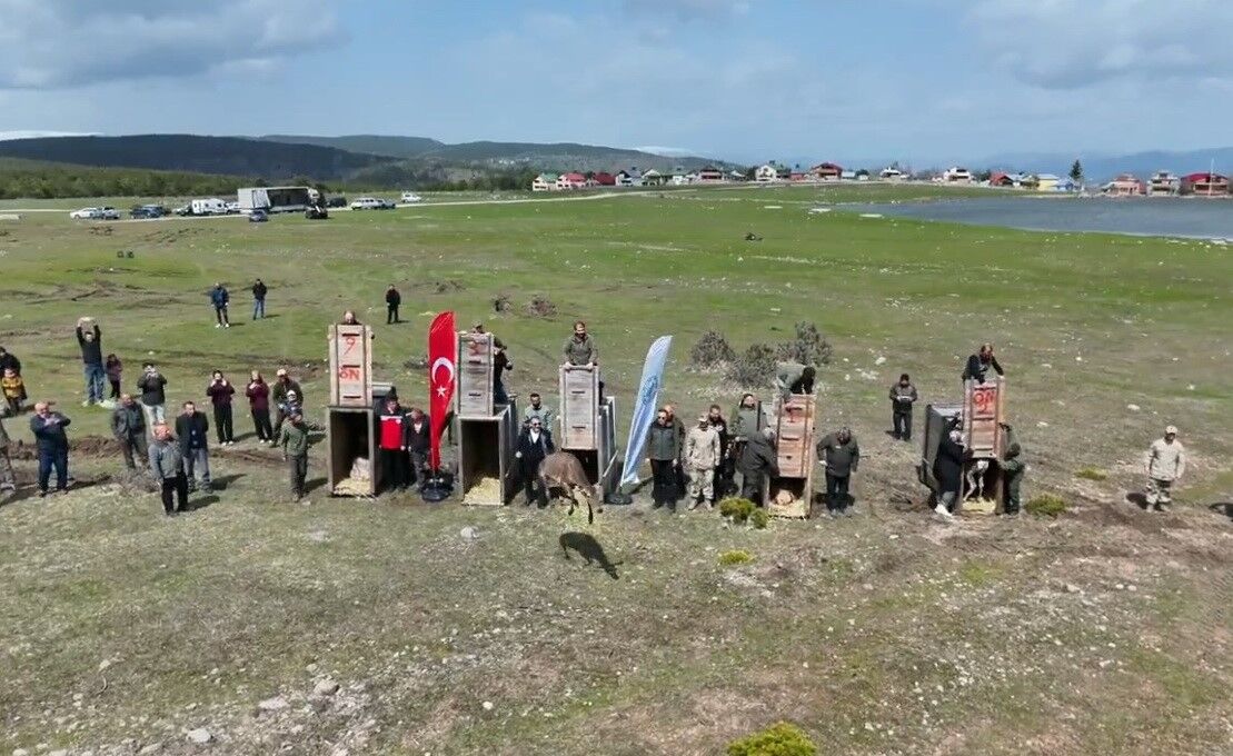 Samsun’dan Ordu’ya kızıl geyik sevkiyatı sürüyor!