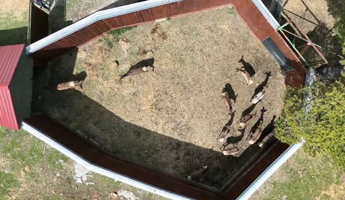 Samsun’dan Ordu’ya kızıl geyik sevkiyatı sürüyor!