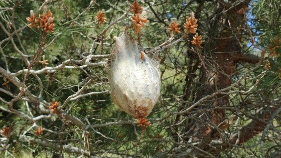 samsun haber: Samsun'da ormanlar için tehlike çanları çalıyor!