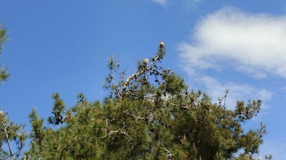 samsun haber: Samsun'da ormanlar için tehlike çanları çalıyor!