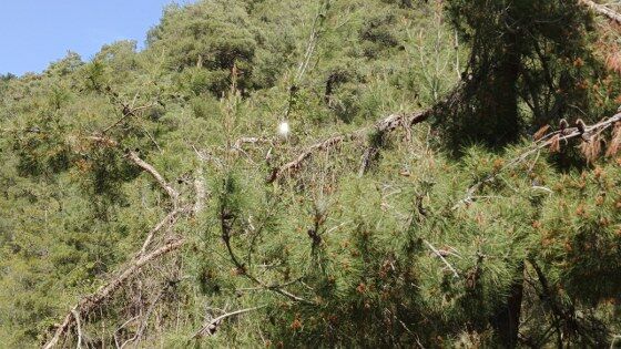 samsun haber: Samsun'da ormanlar için tehlike çanları çalıyor!