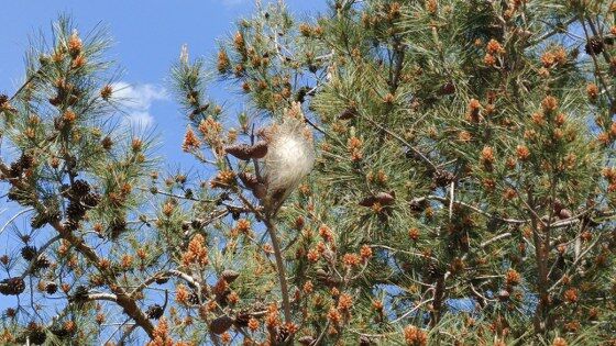samsun haber: Samsun'da ormanlar için tehlike çanları çalıyor!