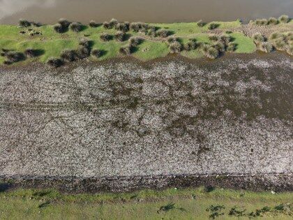 samsun haber: Kızılırmak Deltası Kuş Cenneti canlandı, ziyaretçi akını başladı 