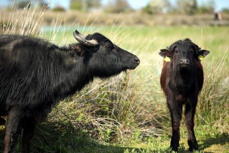 samsun haber: Kızılırmak Deltası Kuş Cenneti canlandı, ziyaretçi akını başladı 