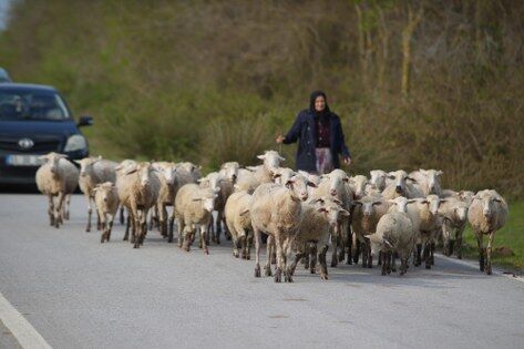 samsun haber: Kızılırmak Deltası Kuş Cenneti canlandı, ziyaretçi akını başladı 