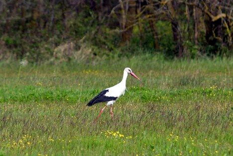 samsun haber: Kızılırmak Deltası Kuş Cenneti canlandı, ziyaretçi akını başladı 