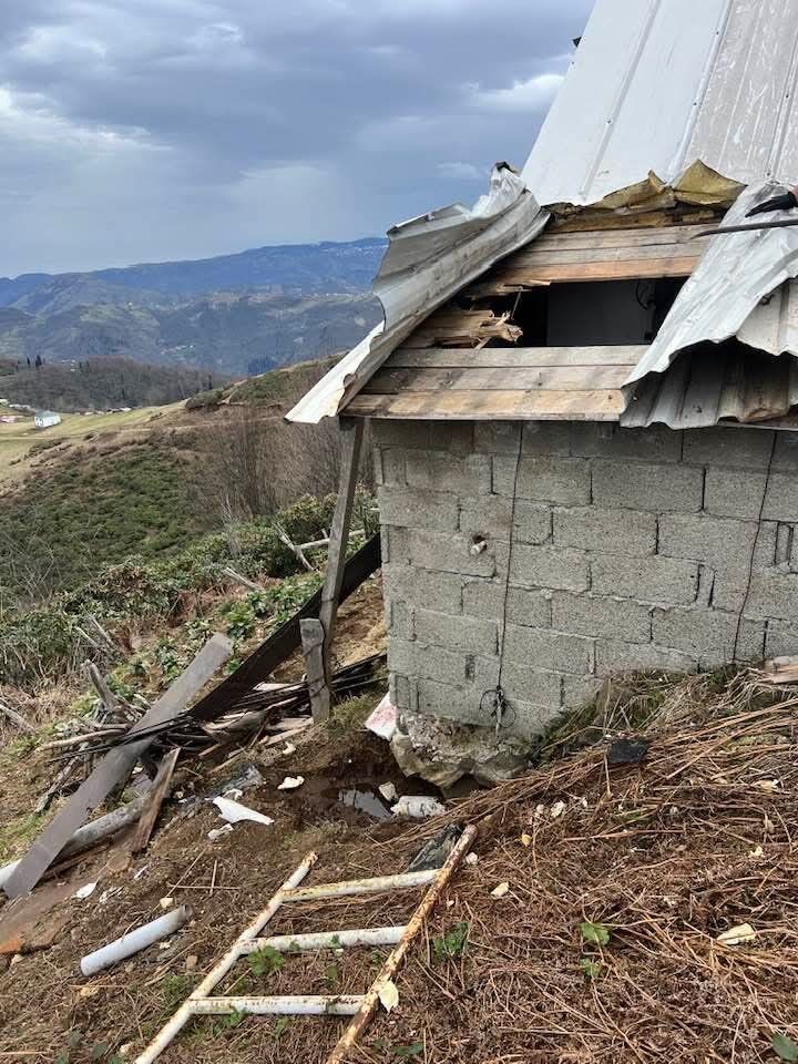 Kış uykusundan uyandılar! Karadeniz'de ayı paniği