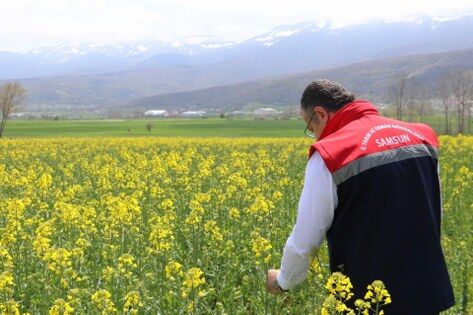 samsun haber: Çiftçiye can suyu! Samsun'da stratejik ürünlere destek 