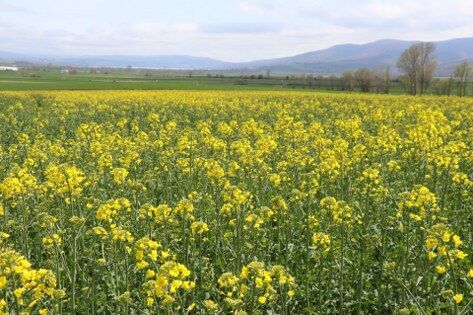 samsun haber: Çiftçiye can suyu! Samsun'da stratejik ürünlere destek 