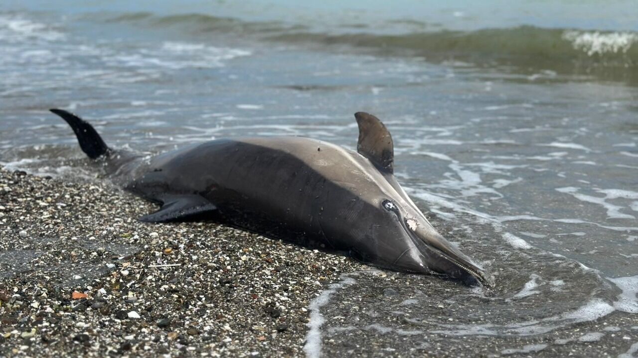 A W694007 03 1280X720