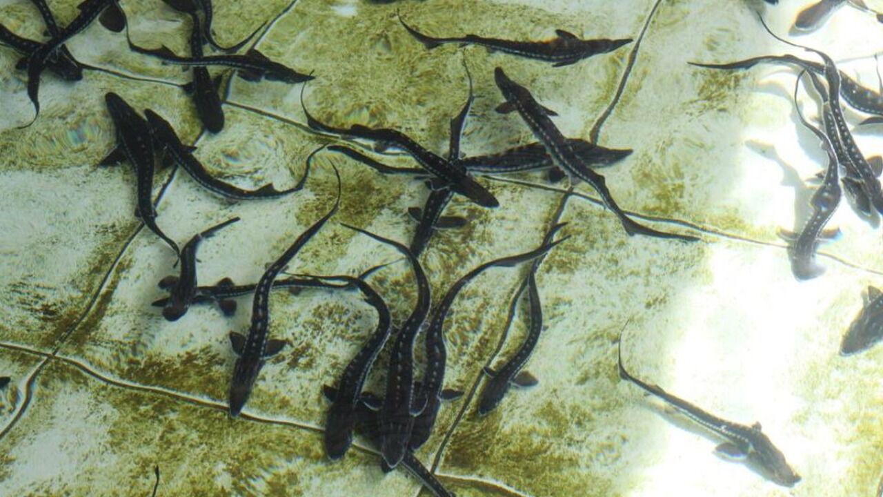 Amasya Dan Karadeniz E 8 Bin Mersin Baligi Birakilacak 1280X720