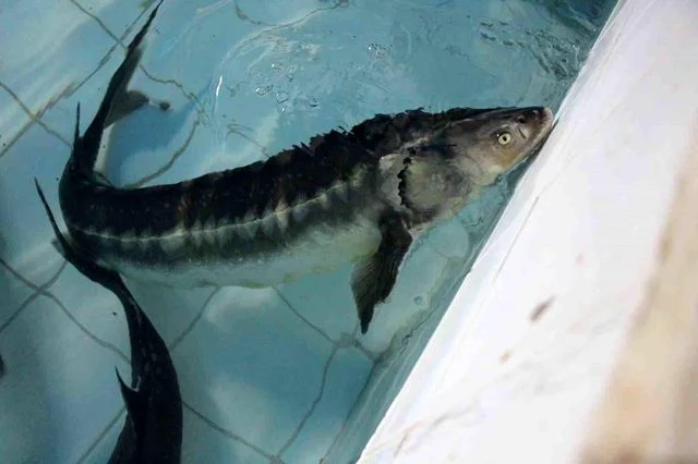 Bu Baligin Havyari Siyah Inci Karadeniz E 8 B 5 19760437 O