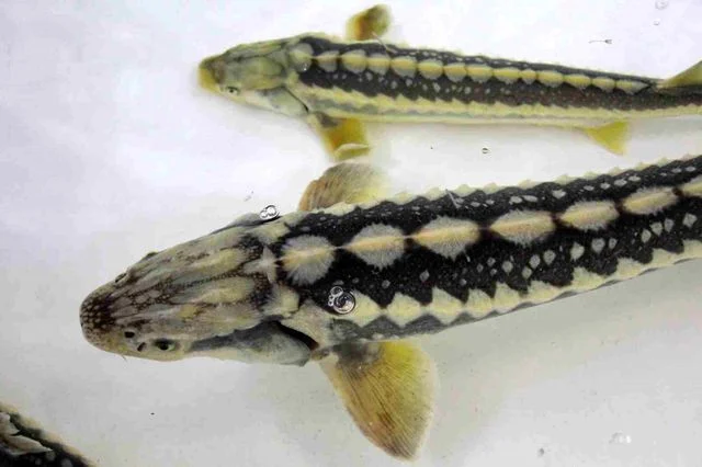 Bu Baligin Havyari Siyah Inci Karadeniz E Salinacak