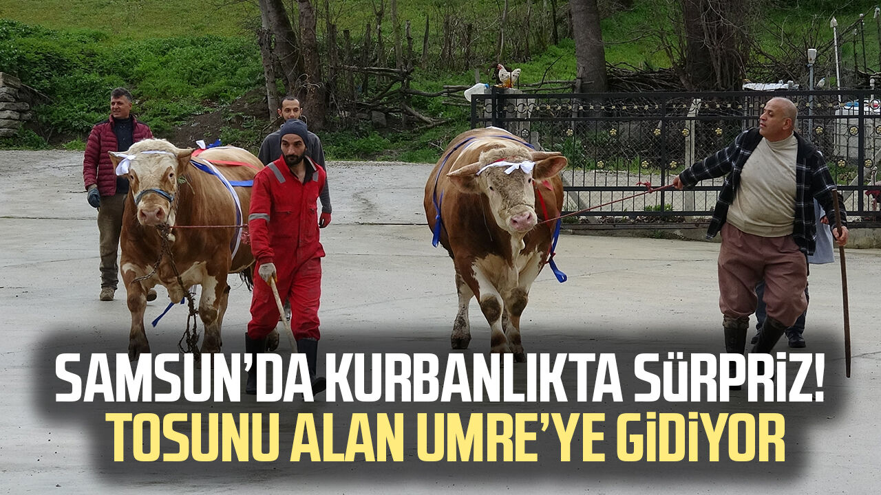 Samsun’da Kurbanlıkta Sürpriz! Tosunu Alan Umreye Gidiyor 2-1