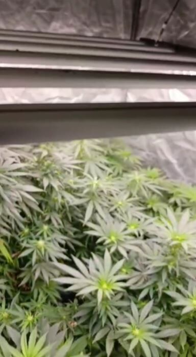 Samsunda Operasyon 100426 3