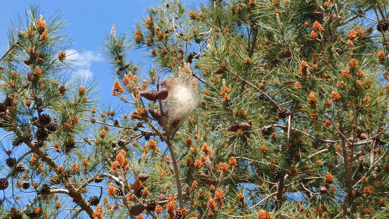 Samsun'da ormanlar için tehlike çanları çalıyor!