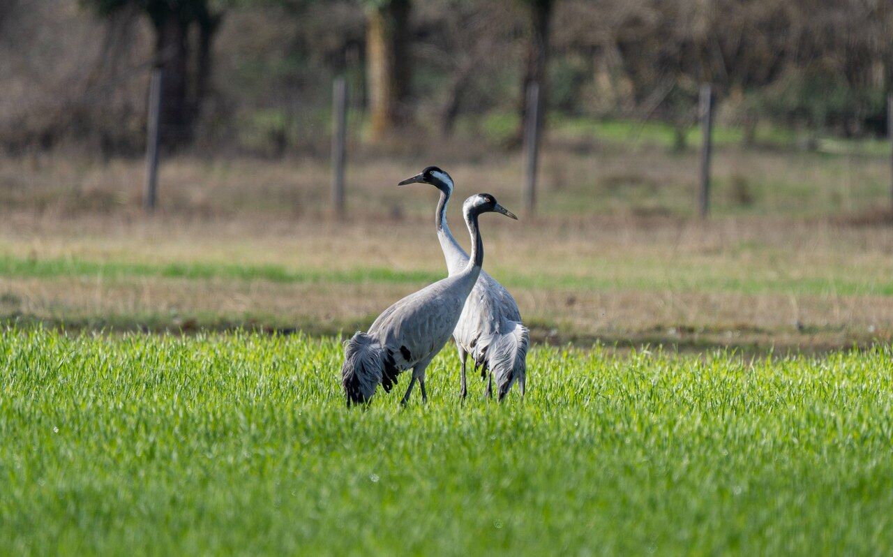 Samsun’da Turna Kuşları Için Izleme Çalışması (1)