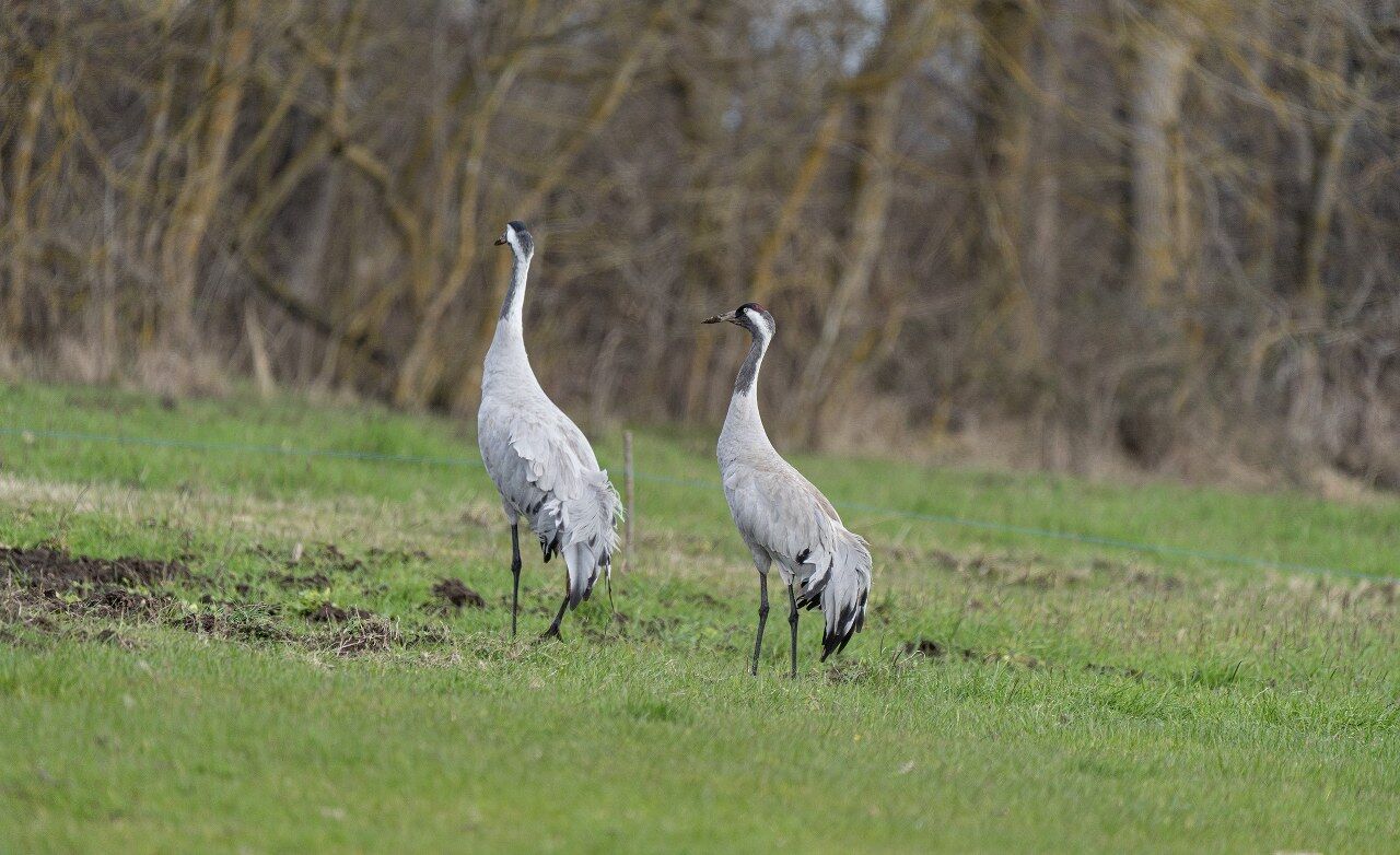 Samsun’da Turna Kuşları Için Izleme Çalışması (2)