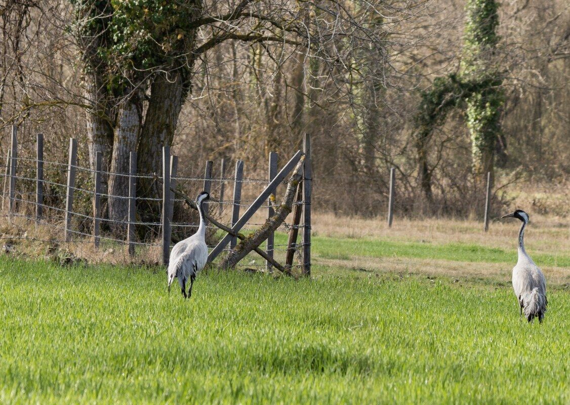 Samsun’da Turna Kuşları Için Izleme Çalışması (3)