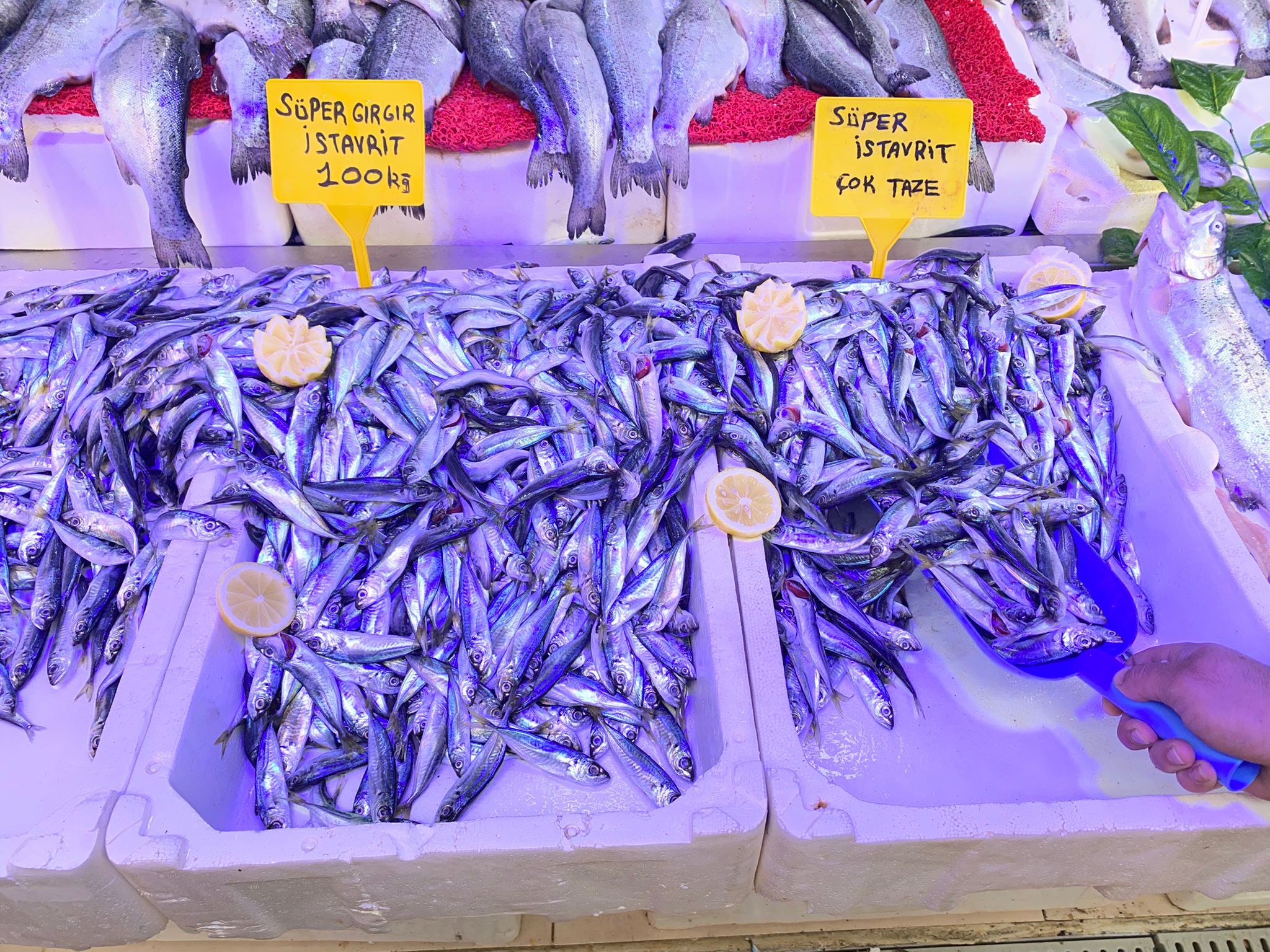 samsun haber: Samsun'da balık bol, fiyat uygun, satş durgun! 