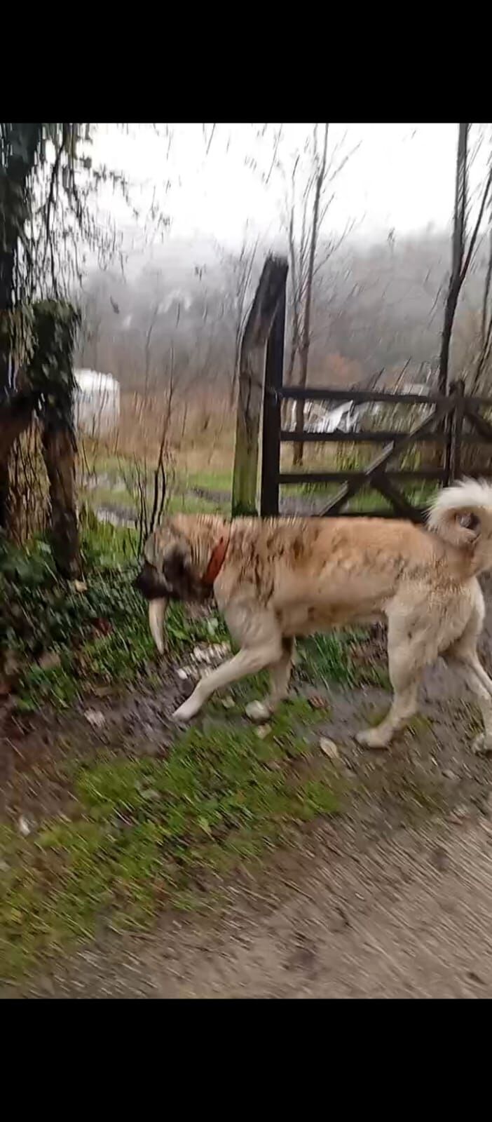 samsun haber: Salıpazarı’nda kayıp çoban köpeği! Bulana para ödülü 