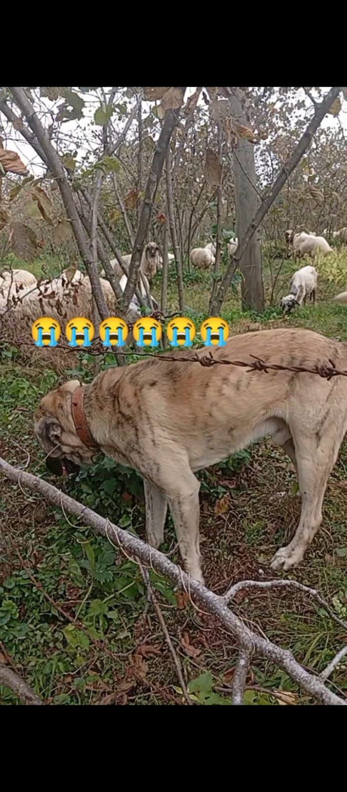 samsun haber: Salıpazarı’nda kayıp çoban köpeği! Bulana para ödülü 
