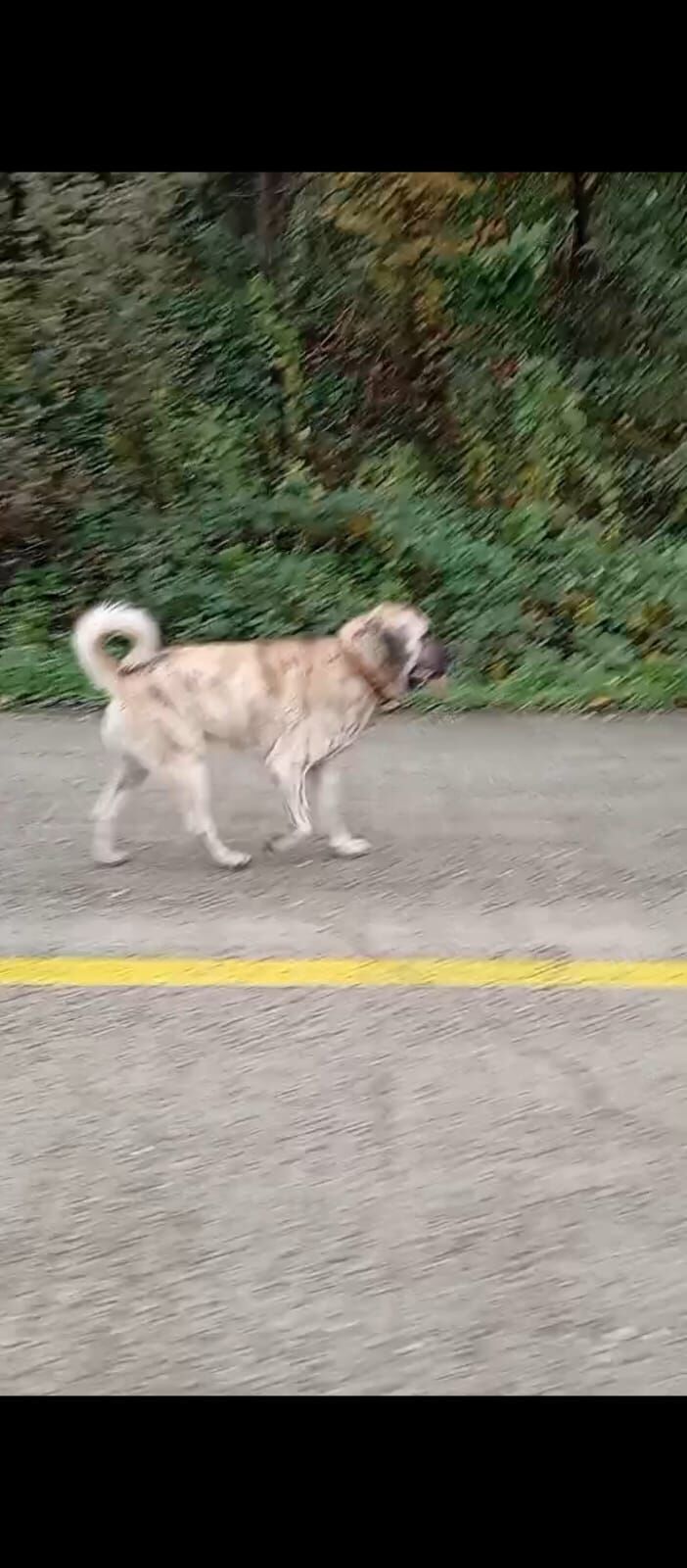 samsun haber: Salıpazarı’nda kayıp çoban köpeği! Bulana para ödülü 