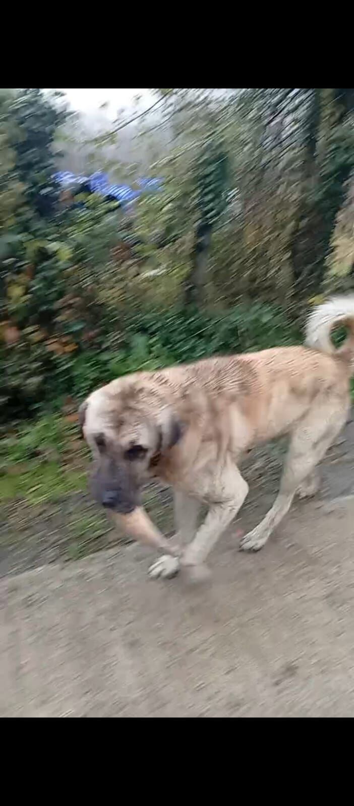 samsun haber: Salıpazarı’nda kayıp çoban köpeği! Bulana para ödülü 