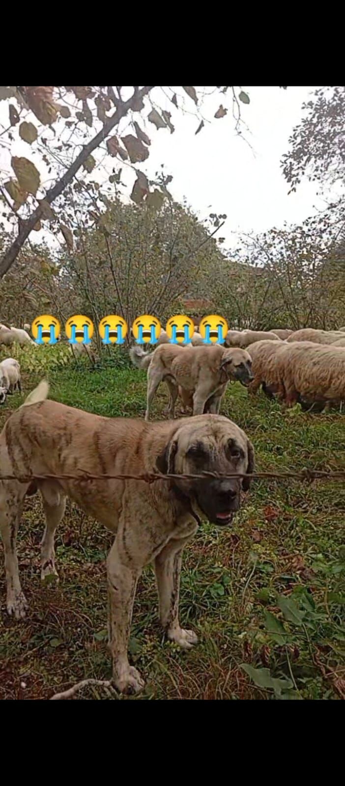 samsun haber: Salıpazarı’nda kayıp çoban köpeği! Bulana para ödülü 