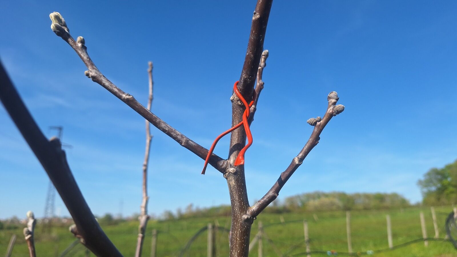 Samsun'da dikkat çeken proje! Doğayı koruyup verimi artıracak