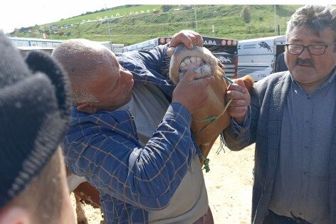 Kurbanlık fiyatları cep yakıyor! Havza’da hayvan pazarı hareketlendi 