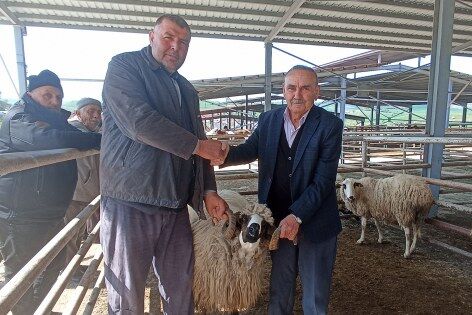 Kurbanlık fiyatları cep yakıyor! Havza’da hayvan pazarı hareketlendi 