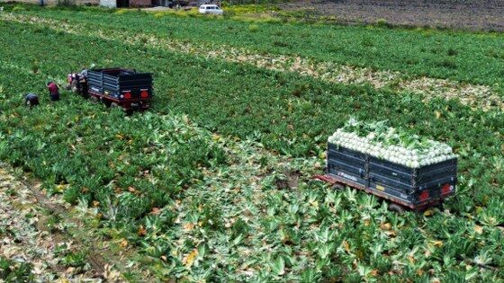 samsun haber: Bafra'da üreticinin yüzü karnabahardan yana güldü 