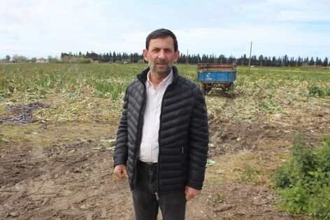 samsun haber: Bafra'da üreticinin yüzü karnabahardan yana güldü 