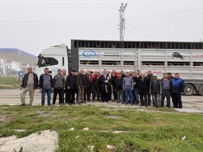 samsun haber: Samsun’dan İstanbul’a kurbanlık mesaisi başladı