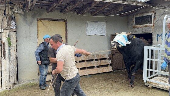 samsun haber: Samsun’dan İstanbul’a kurbanlık mesaisi başladı