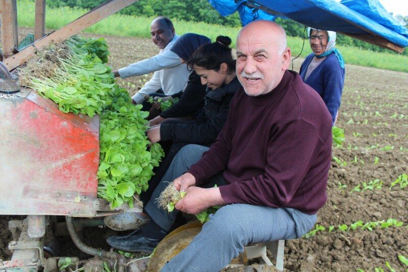 samsun haber: Samsun’da üreticinin umudu tütünde! Fiyatlar yükseldi