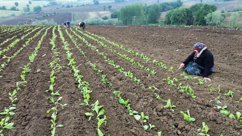 samsun haber: Samsun’da üreticinin umudu tütünde! Fiyatlar yükseldi