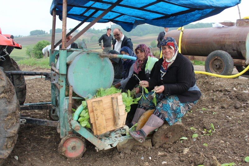samsun haber: Samsun’da üreticinin umudu tütünde! Fiyatlar yükseldi