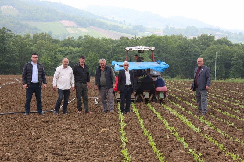 samsun haber: Samsun’da üreticinin umudu tütünde! Fiyatlar yükseldi
