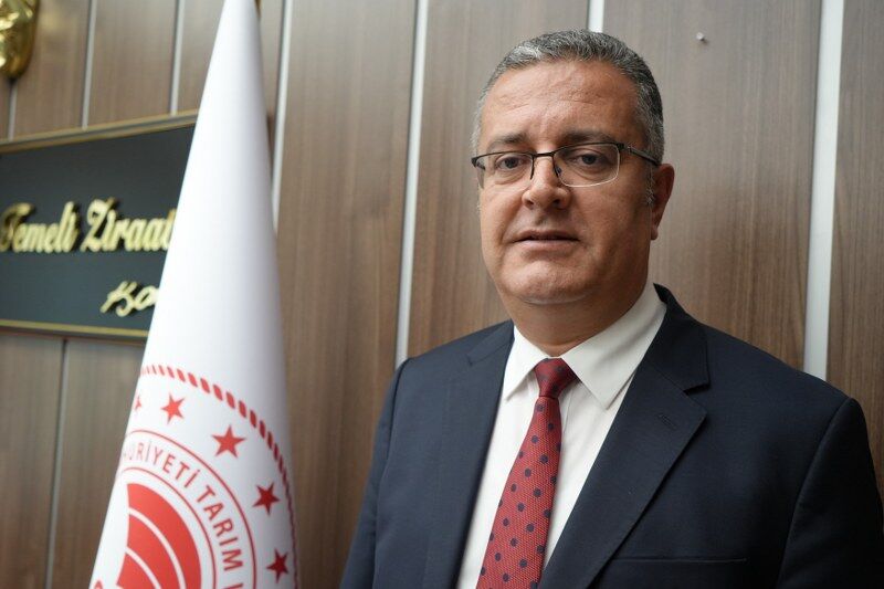 samsun haber.Samsun’da sarı tarlalar servete dönüştü!