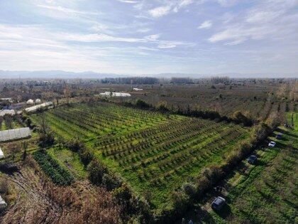 samsun haber: Ezber bozan gelişme! Samsun'da fındıkta kırmızı alarm