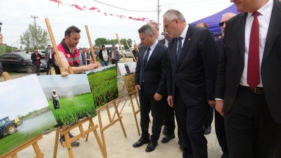 samsun haber: Bafra Ovası’nda çeltik mesaisi başladı