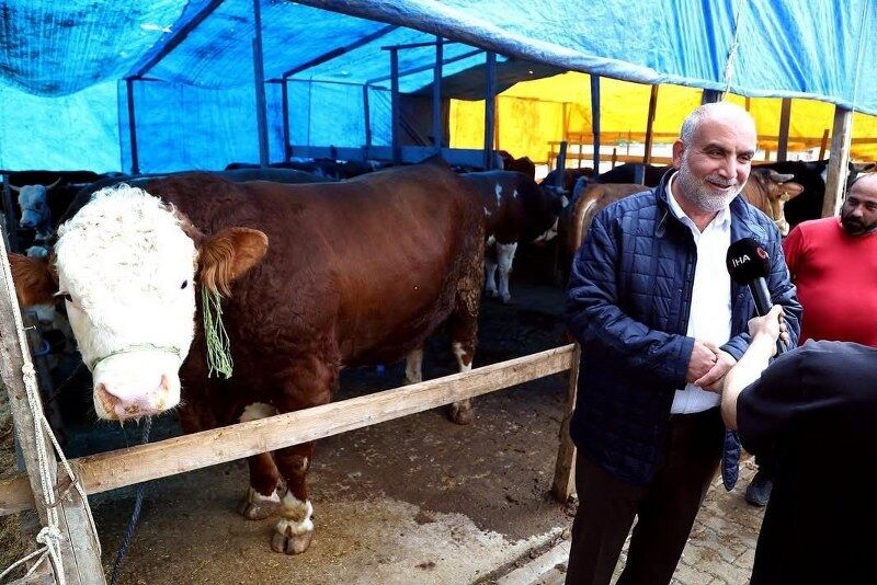 samsun haber: Samsun'da kurban pazarının yıldızı "Paşa"! Fiyatı dudak uçuklatıyor