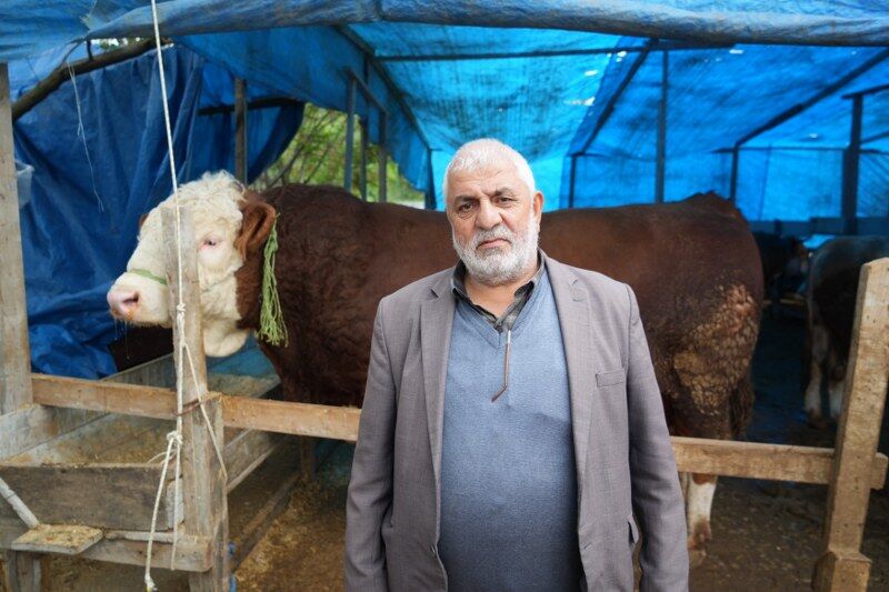 samsun haber: Samsun'da kurban pazarının yıldızı "Paşa"! Fiyatı dudak uçuklatıyor