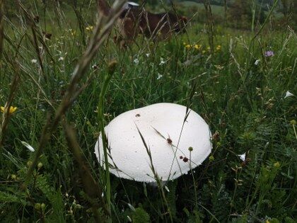 samsun haber: Samsun'da salep ve dev mantarlar dikkat çekti